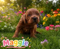 Maggie, a female Miniature Goldendoodle for sale in San Diego, CA – 1 of 2