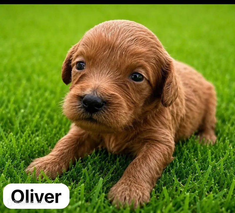 Oliver – Miniature Goldendoodle puppy for sale in San Diego, CA