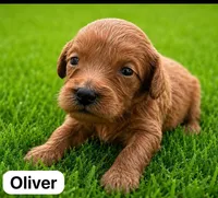 Oliver, a male Miniature Goldendoodle for sale in San Diego, CA – 1 of 2