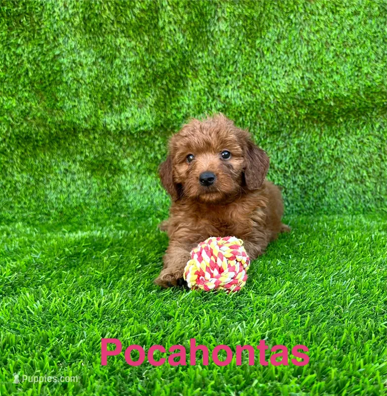 Pocahontas – Miniature Goldendoodle puppy for sale in San Diego, CA
