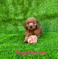 Pocahontas, a female Miniature Goldendoodle for sale in San Diego, CA – 1 of 1
