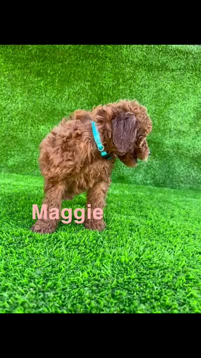 Maggie, a female Miniature Goldendoodle for sale in San Diego, CA – 2 of 7