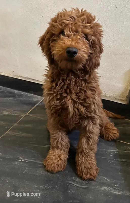 Luke – Miniature Goldendoodle puppy for sale in San Diego, CA