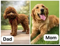 Lori, a female Miniature Goldendoodle for sale in San Diego, CA – 2 of 2