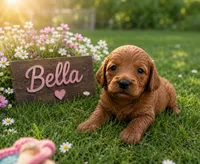 Bella, a female Miniature Goldendoodle for sale in San Diego, CA – 1 of 2