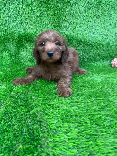 Adam, a male Miniature Goldendoodle for sale in San Diego, CA – 3 of 6