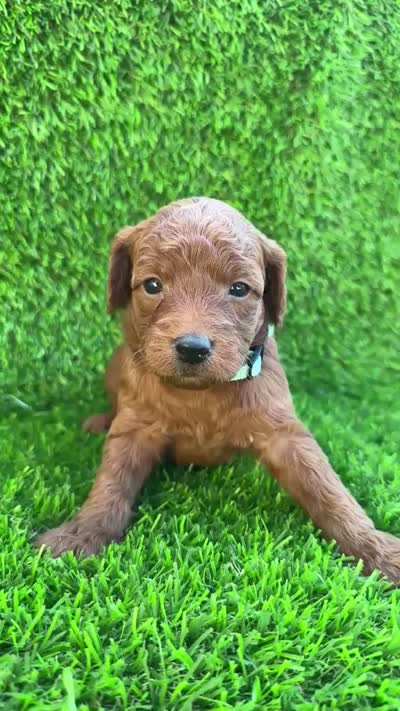 Lori, a female Miniature Goldendoodle for sale in San Diego, CA – 6 of 6