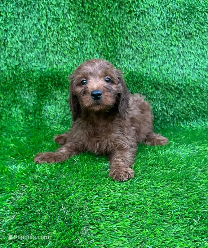 Adam – Miniature Goldendoodle puppy for sale in San Diego, CA