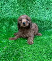 Adam, a male Miniature Goldendoodle for sale in San Diego, CA – 1 of 6