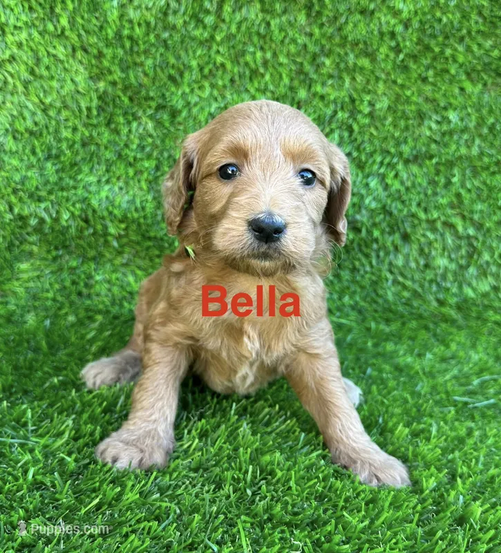 Bella – Miniature Goldendoodle puppy for sale in San Diego, CA