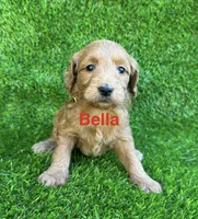 Bella, a female Miniature Goldendoodle for sale in San Diego, CA – 2 of 6