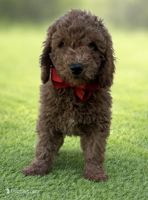 Cooper – Miniature Goldendoodle puppy for sale in San Diego, CA