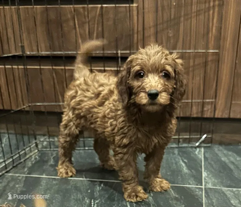 Raya – Miniature Goldendoodle puppy for sale in San Diego, CA