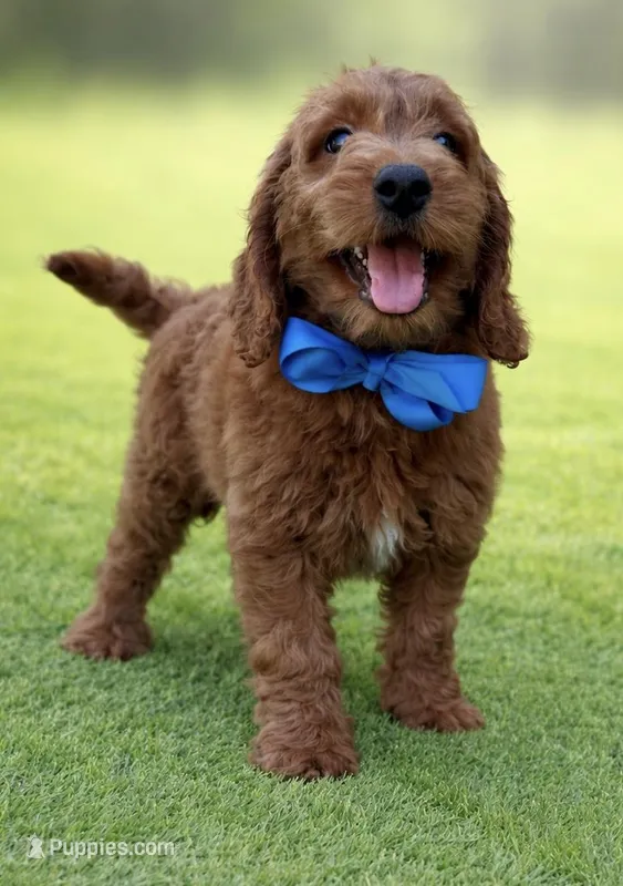 Charlie  – Miniature Goldendoodle puppy for sale in San Diego, CA