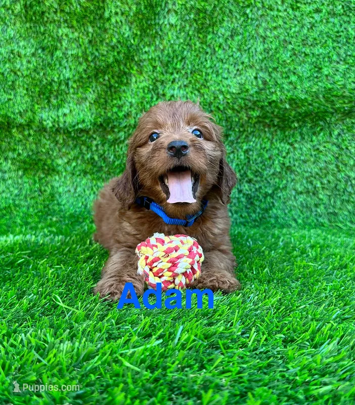 Adam – Miniature Goldendoodle puppy for sale in San Diego, CA