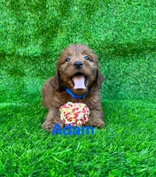 Adam, a male Miniature Goldendoodle for sale in San Diego, CA – 1 of 1