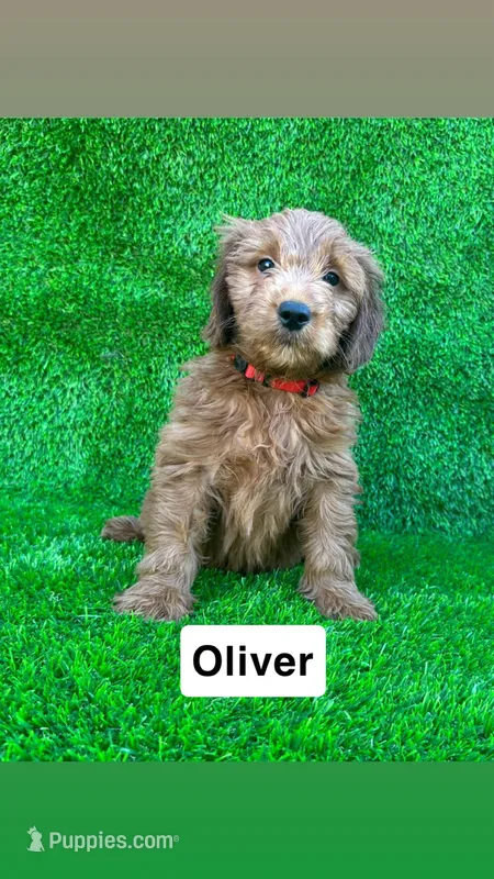 Oliver – Miniature Goldendoodle puppy for sale in San Diego, CA