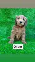 Oliver, a male Miniature Goldendoodle for sale in San Diego, CA – 1 of 6