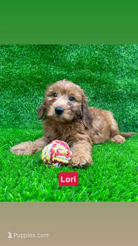 Lori – Miniature Goldendoodle puppy for sale in San Diego, CA