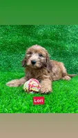 Lori, a female Miniature Goldendoodle for sale in San Diego, CA – 1 of 6