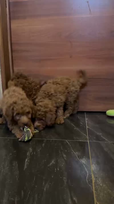 CHANEL, a female Miniature Goldendoodle for sale in San Diego, CA – 2 of 3