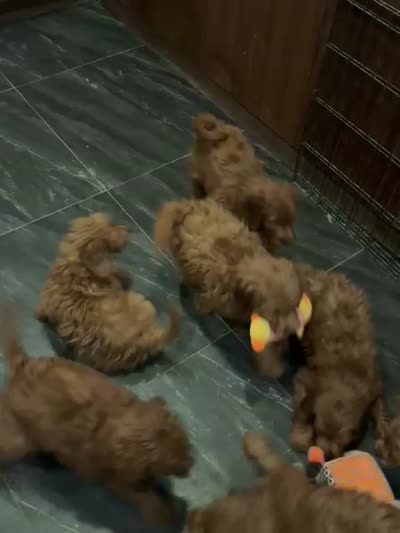 Adam, a male Miniature Goldendoodle for sale in San Diego, CA – 4 of 6