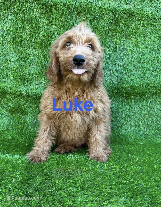 Luke – Miniature Goldendoodle puppy for sale in San Diego, CA