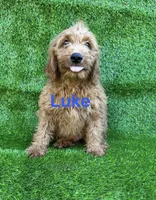 Luke, a male Miniature Goldendoodle for sale in San Diego, CA – 2 of 4
