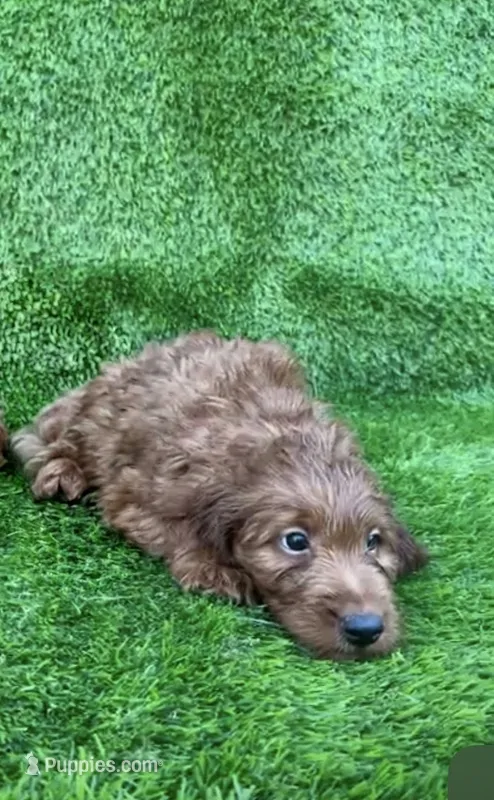 Cinderella – Miniature Goldendoodle puppy for sale in San Diego, CA