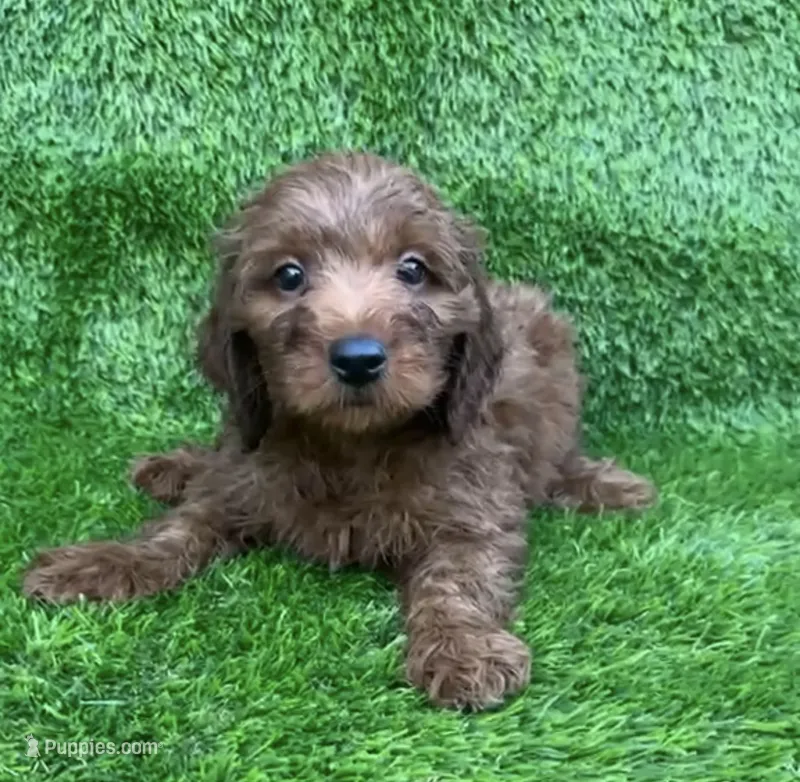 Jasmine – Miniature Goldendoodle puppy for sale in San Diego, CA