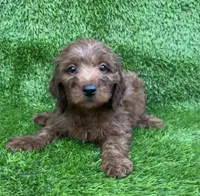 Jasmine, a  Miniature Goldendoodle for sale in San Diego, CA – 1 of 6