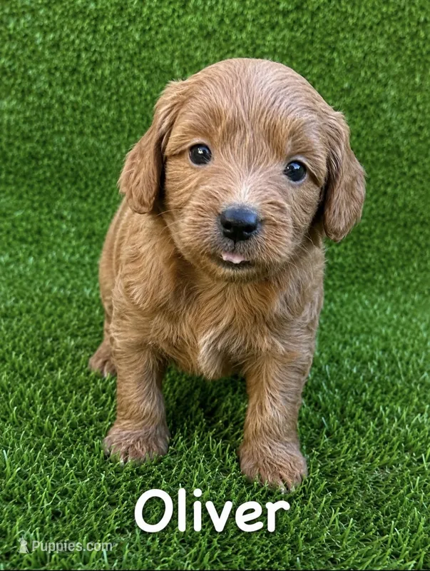 Oliver – Miniature Goldendoodle puppy for sale in San Diego, CA