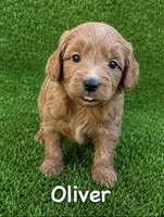 Oliver, a male Miniature Goldendoodle for sale in San Diego, CA – 3 of 6