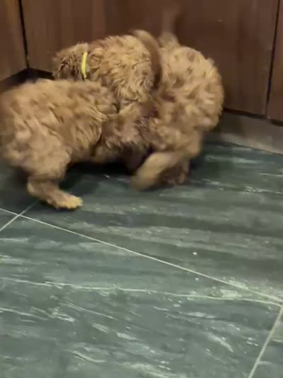 Jasmine, a  Miniature Goldendoodle for sale in San Diego, CA – 4 of 6