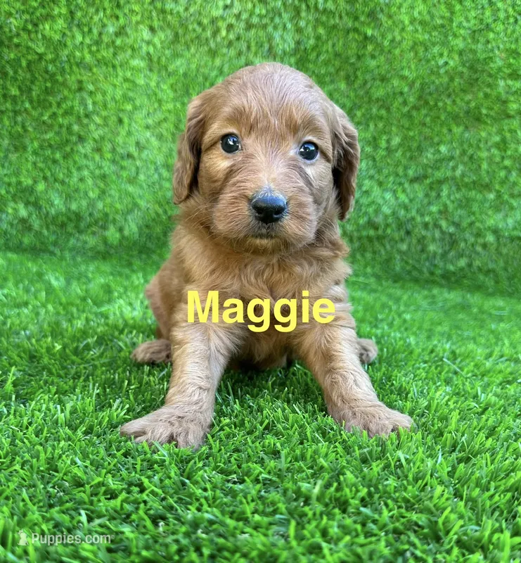 Maggie – Miniature Goldendoodle puppy for sale in San Diego, CA