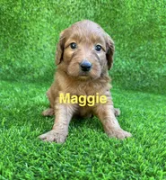 Maggie, a female Miniature Goldendoodle for sale in San Diego, CA – 4 of 7