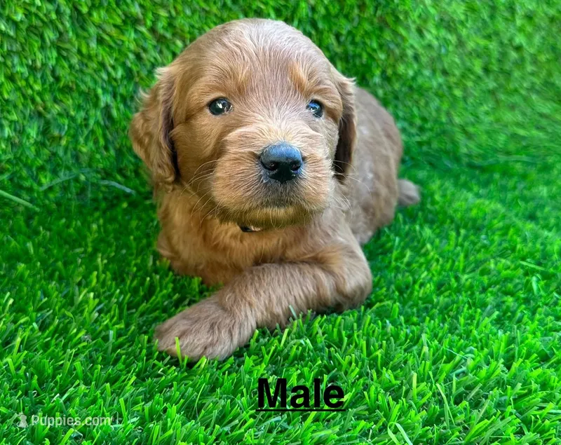 max – Miniature Goldendoodle puppy for sale in San Diego, CA