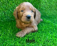 max, a male Miniature Goldendoodle for sale in San Diego, CA – 4 of 6