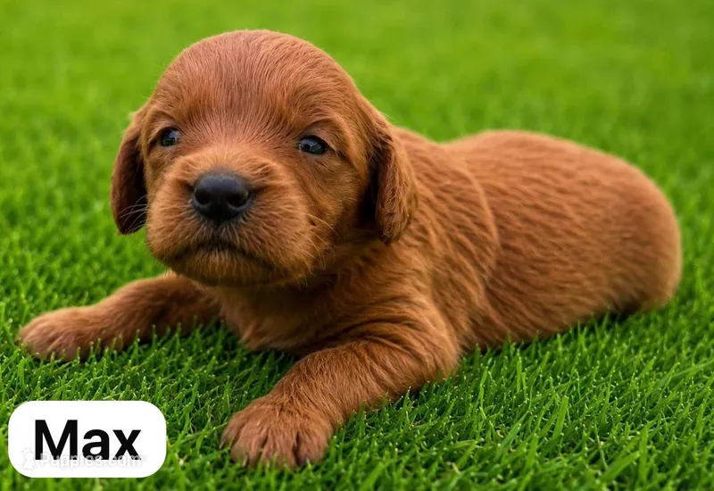 max – Miniature Goldendoodle puppy for sale in San Diego, CA