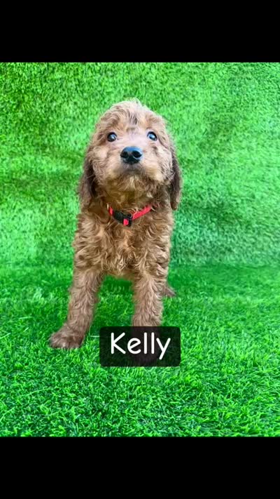 Kelly, a female Miniature Goldendoodle for sale in San Diego, CA – 3 of 3