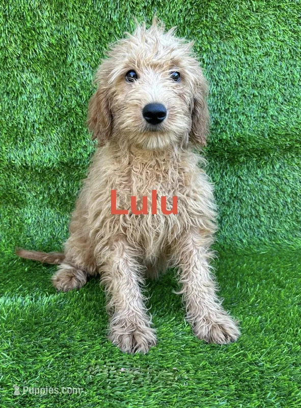 Lulu – Miniature Goldendoodle puppy for sale in San Diego, CA