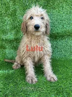 Lulu, a female Miniature Goldendoodle for sale in San Diego, CA – 2 of 3