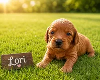 Lori, a female Miniature Goldendoodle for sale in San Diego, CA – 1 of 2