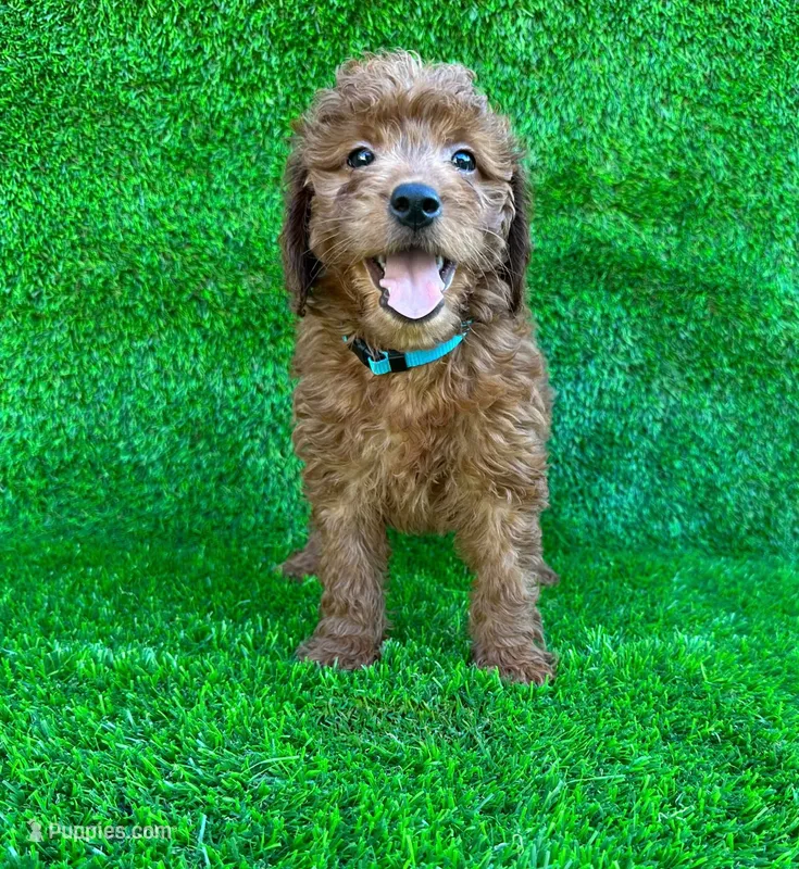 Penny – Miniature Goldendoodle puppy for sale in San Diego, CA