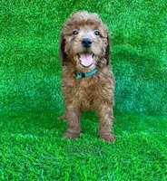 Penny, a female Miniature Goldendoodle for sale in San Diego, CA – 1 of 1
