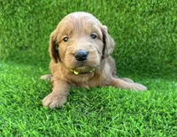 Kary, a female Miniature Goldendoodle for sale in San Diego, CA – 1 of 1