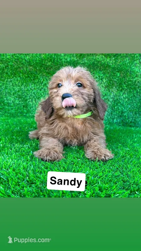 Sandy – Miniature Goldendoodle puppy for sale in San Diego, CA
