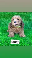 Sandy, a female Miniature Goldendoodle for sale in San Diego, CA – 1 of 3