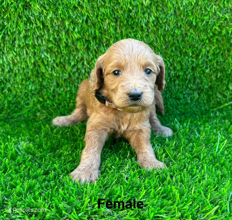 Maggie – Miniature Goldendoodle puppy for sale in San Diego, CA