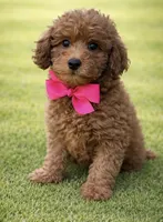 Rosie, a female Miniature Goldendoodle for sale in San Diego, CA – Photo 1 of 3